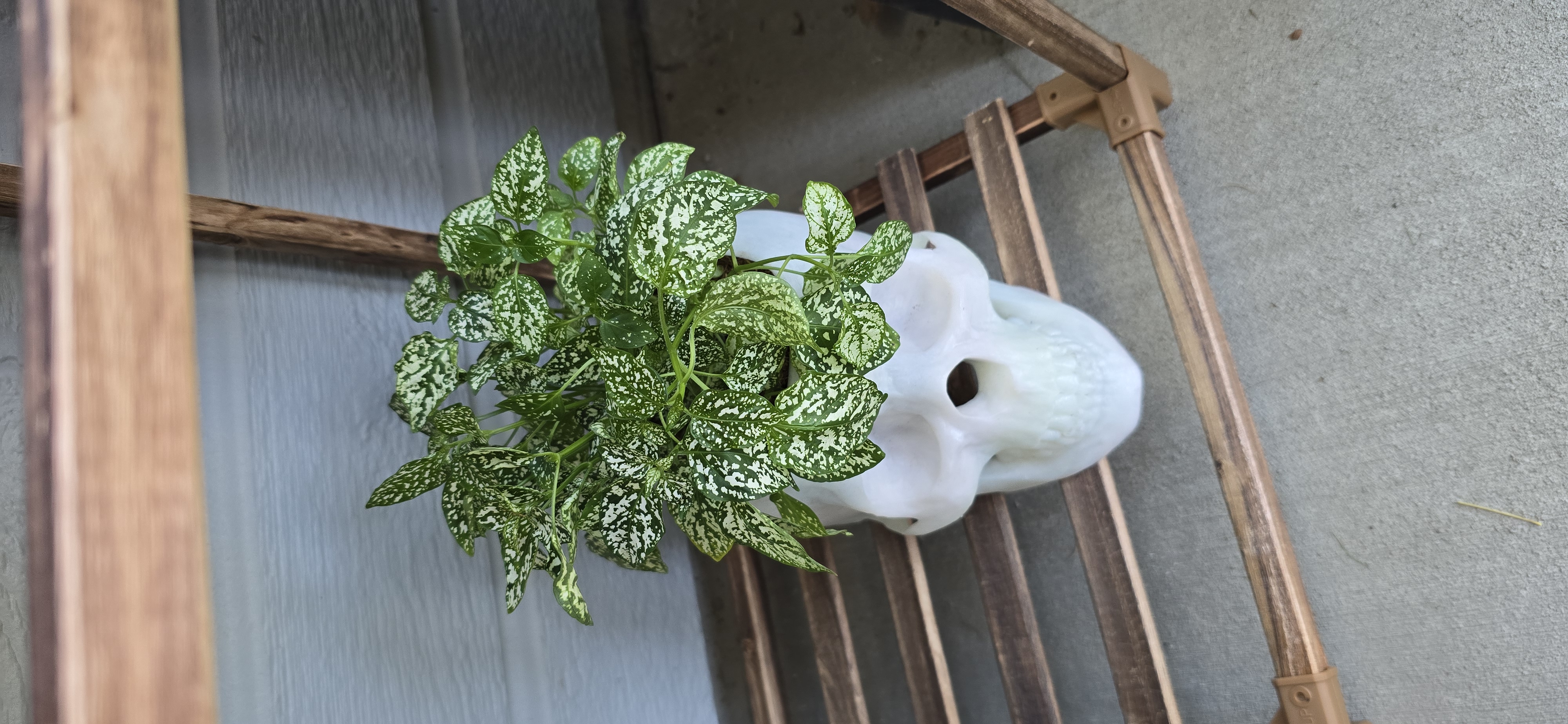 Handcrafted skull planter.