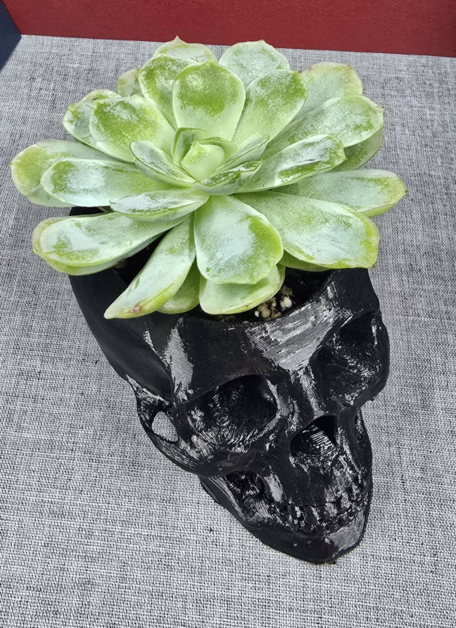 A live succulent planted in a handmade black skull planter.