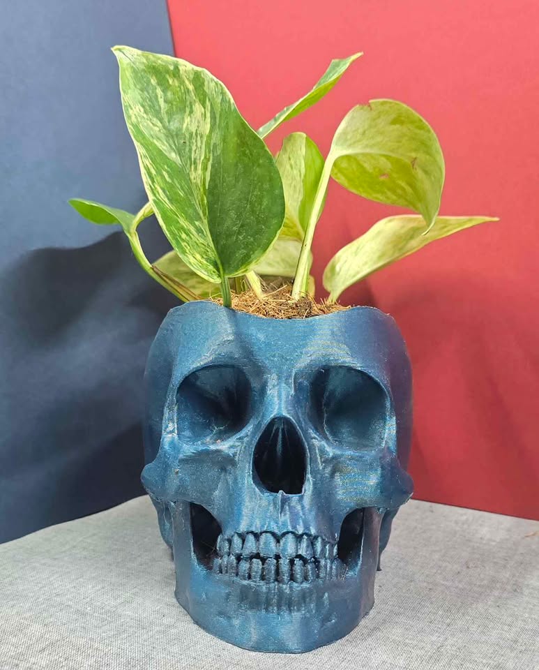 Blue Sparkle skull planter with Marble Queen Pothos.