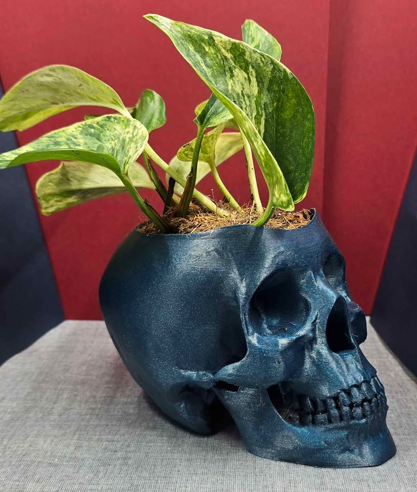 Blue Sparkle skull planter with Marble Queen Pothos trailing over the edge.