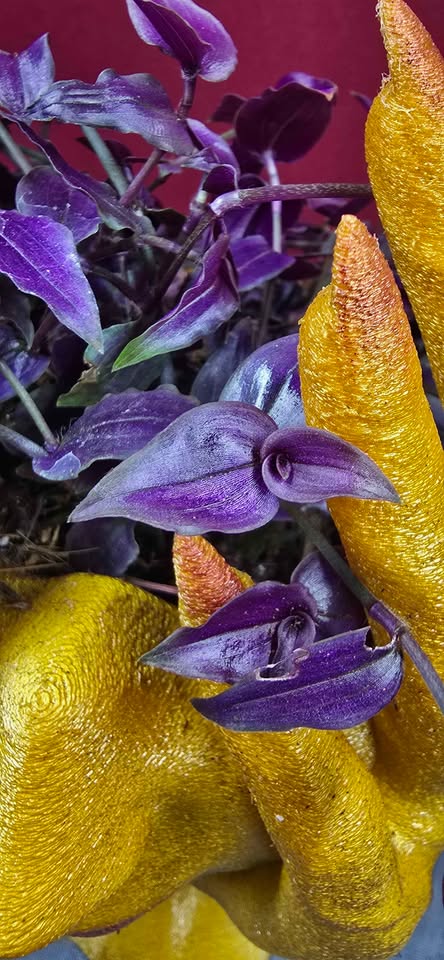Sculpted goddess planter with cascading Purple Bridal Veil Tradescantia.